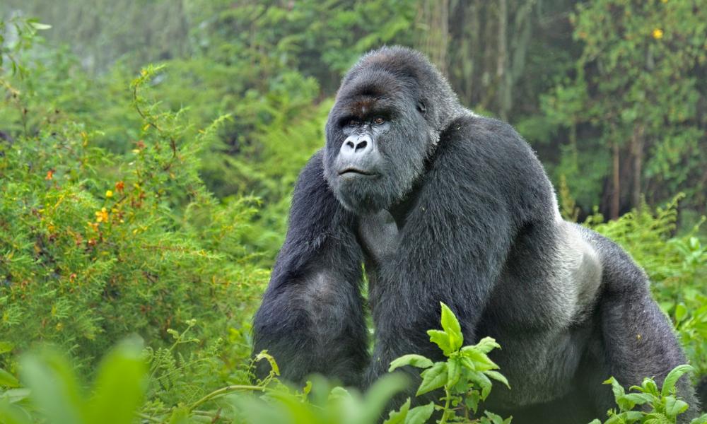 gorilla