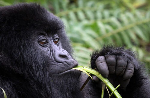 gorilla
