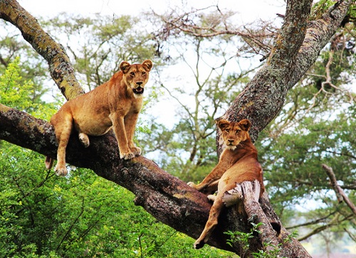 Uganda Safari