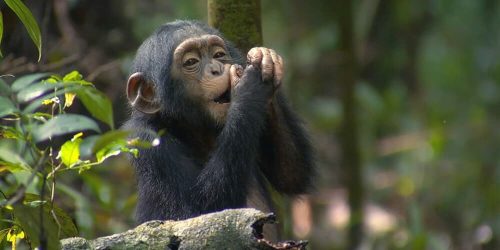 Chimpanzee trekking in Kyambura Gorge
