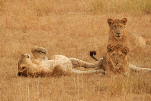 Lion Tracking in Queen Elizabeth NP